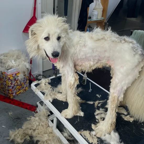 Photo de Vishnu qui se fait toiletter